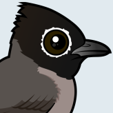 White-spectacled Bulbul