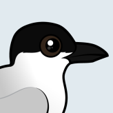 Gull-billed Tern