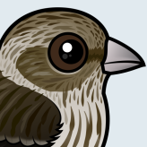 Pine Siskin