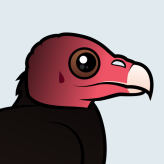 Turkey Vulture