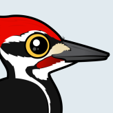 Pileated Woodpecker