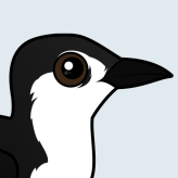 Guadalupe Murrelet