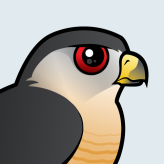 Sharp-shinned Hawk