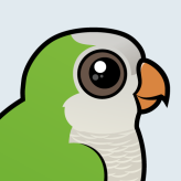 Monk Parakeet