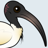 Australian Ibis