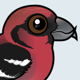 White-winged Crossbill