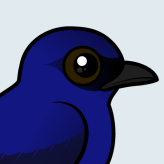 Purple Martin