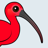 Scarlet Ibis