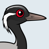 Demoiselle Crane