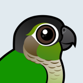Green-cheeked Parakeet