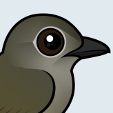 Puaiohi