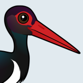 Black Stork