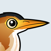 Least Bittern