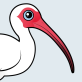 White Ibis
