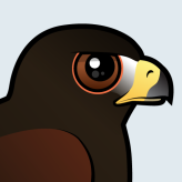 Harris Hawk