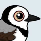 White-fronted Chat