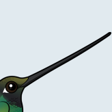 Sword-billed Hummingbird