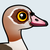 Egyptian Goose