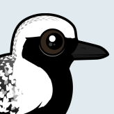 Black-bellied Plover