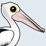 Australian Pelican