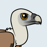 Eurasian Griffon