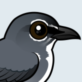 Spectacled Flowerpecker