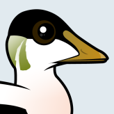 Common Eider