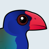 South Island Takahe