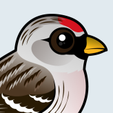 Hoary Redpoll