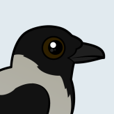 Hooded Crow