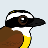 Great Kiskadee