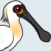 Black-faced Spoonbill