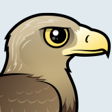 White-tailed Eagle