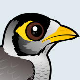 Noisy Miner