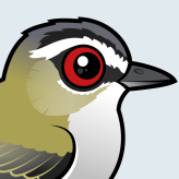 Red-eyed Vireo