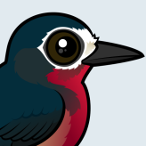 Puerto Rican Woodpecker