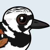 Ruddy Turnstone