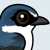 White-rumped Swallow