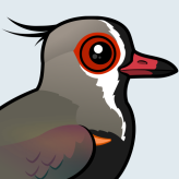Southern Lapwing