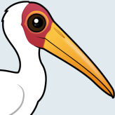 Yellow-billed Stork