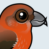 Red Crossbill