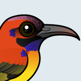 Mrs. Gould's Sunbird