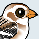 Snow Bunting