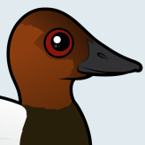Canvasback