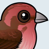 Purple Finch