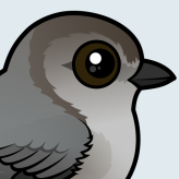 Bushtit