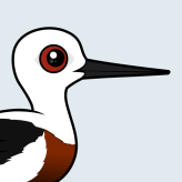 Banded Stilt