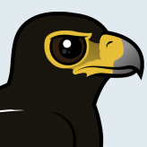 Verreaux’s Eagle
