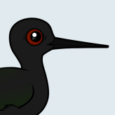 Black Stilt