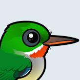 Puerto Rican Tody